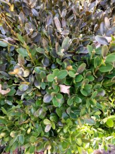 Boxwood blight (OSU Santamaria, 2016)