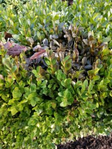 Boxwood blight (OSU Santamaria, 2016)