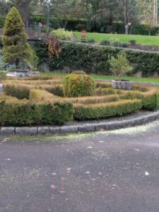 Boxwood blight (OSU Santamaria, 2016)