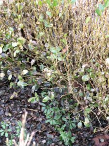 Boxwood blight (OSU Santamaria, 2016)