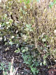 Boxwood blight (OSU Santamaria, 2016)