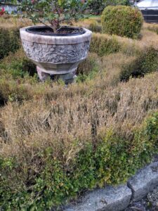 Boxwood blight (OSU Santamaria, 2016)