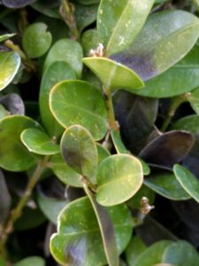 Boxwood blight (OSU Santamaria, 2016)