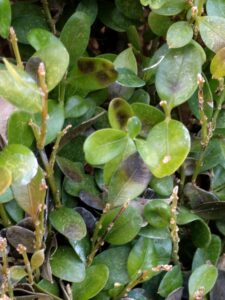 Boxwood blight (OSU Santamaria, 2016)