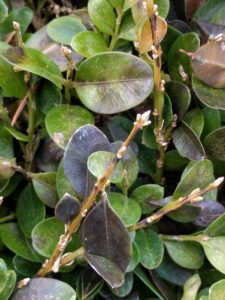 Boxwood blight (OSU Santamaria, 2016)