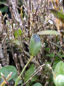 Boxwood blight (OSU Santamaria, 2016)