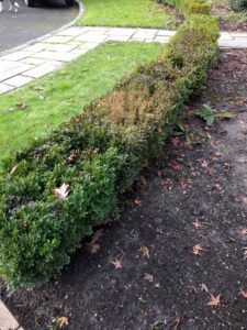 Boxwood blight (OSU Santamaria, 2016)
