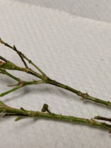 Boxwood blight (OSU Santamaria, 2016)
