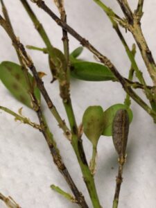Boxwood blight (OSU Santamaria, 2016)