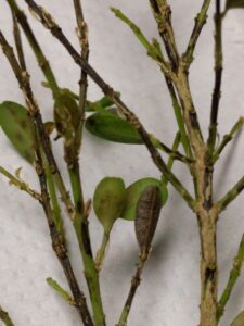 Boxwood blight (OSU Santamaria, 2016)