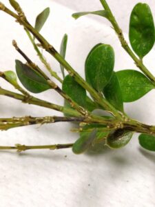 Boxwood blight (OSU Santamaria, 2016)
