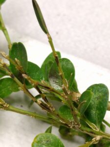 Boxwood blight (OSU Santamaria, 2016)