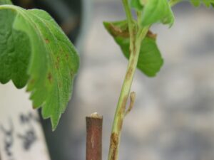 P procumbens stem infection (LaMondia CAES)