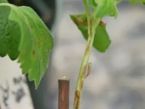 P procumbens stem infection (LaMondia CAES)