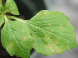 P. procumbens Leaf spot (LaMondia CAES)