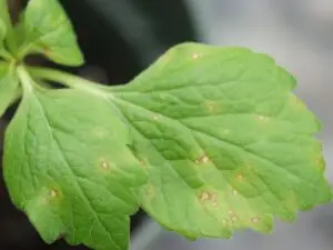 P. procumbens Leaf spot (LaMondia CAES)