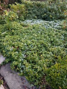 Pachysandra leaf spot (OSU Santamaria, 2016)