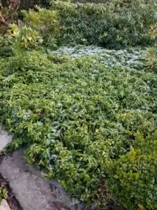 Pachysandra leaf spot (OSU Santamaria, 2016)