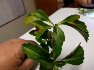 Pachysandra leaf spot (OSU Santamaria, 2016)