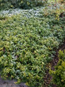 Pachysandra leaf spot (OSU Santamaria, 2016)