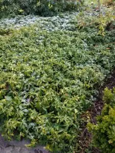 Pachysandra leaf spot (OSU Santamaria, 2016)