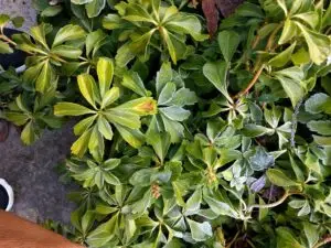 Pachysandra leaf spot (OSU Santamaria, 2016)