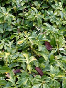 Pachysandra leaf spot (OSU Santamaria, 2016)