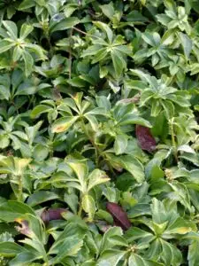 Pachysandra leaf spot (OSU Santamaria, 2016)