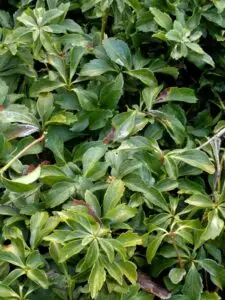 Pachysandra leaf spot (OSU Santamaria, 2016)