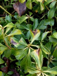Pachysandra leaf spot (OSU Santamaria, 2016)