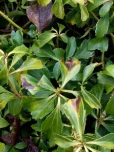 Pachysandra leaf spot (OSU Santamaria, 2016)