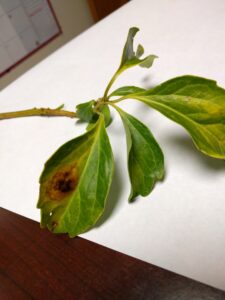 Pachysandra leaf spot (OSU Santamaria, 2016)