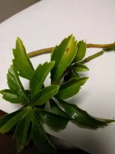 Pachysandra leaf spot (OSU Santamaria, 2016)