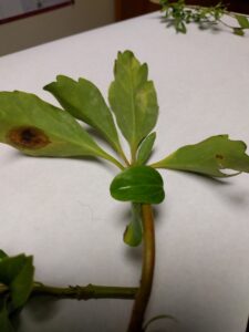 Pachysandra leaf spot (OSU Santamaria, 2016)