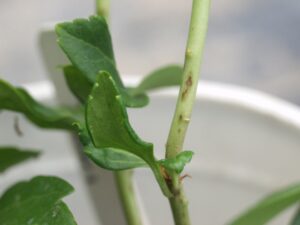 Pachysandra stem lesions (LaMondia CAES)