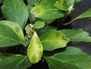 Pachysandra symptoms (LaMondia CAES)