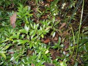 Sarcococca blight (VA, 2015)