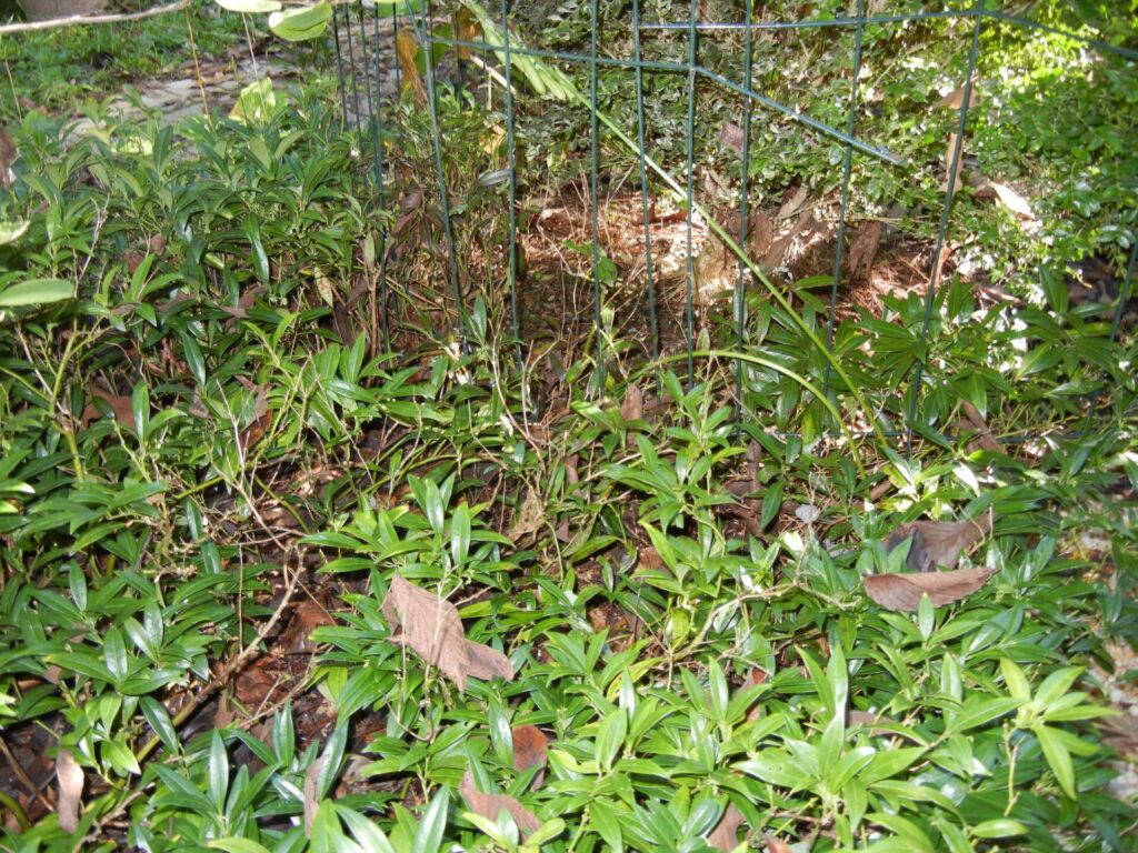 Sarcococca blight (VA, 2015)