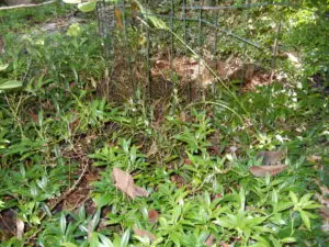 Sarcococca blight (VA, 2015)