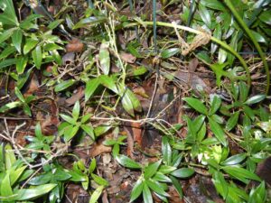 Sarcococca blight (VA, 2015)