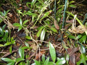Sarcococca blight (VA, 2015)