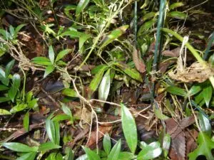 Sarcococca blight (VA, 2015)