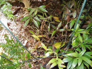 Sarcococca blight (VA, 2015)