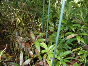 Sarcococca blight (VA, 2015)