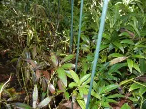 Sarcococca blight (VA, 2015)