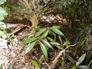 Sarcococca blight (VA, 2015)