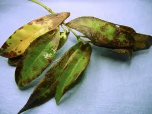 Sarcococca blight (VA, 2015)