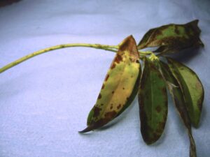 Sarcococca blight (VA, 2015)
