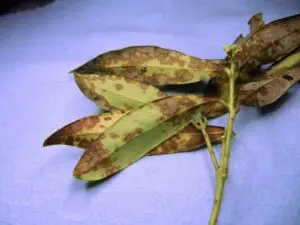 Sarcococca blight (VA, 2015)