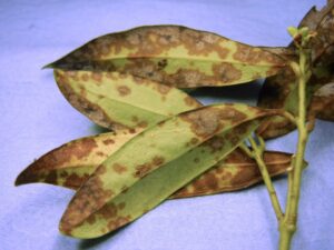 Sarcococca blight (VA, 2015)